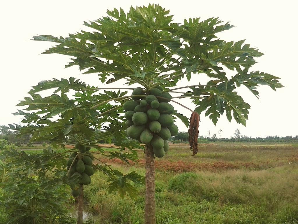 Green Village 1 Cần Thơ Zewnętrze zdjęcie